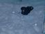 Hovawart Frodo the black panther R.I.P. 14.11.14 - Juhuu find mig...