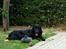 Hovawart Frodo the black panther R.I.P. 14.11.14 - Dejligt billede ikk´