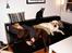 Labrador retriever Anton / Korols Bufas