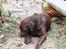Labrador retriever Anton / Korols Bufas
