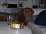 Labrador retriever Anton / Korols Bufas