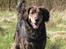 Blanding af racer R.I.P Pjuske - her kommer jeg