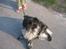 Blanding af racer Max (aflivet) - Max.. 