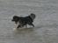 Blanding af racer Max (aflivet) - Max i vandet...