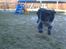 Blanding af racer Max (aflivet) - Max i fuld fir spring