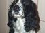 Engelsk springer spaniel Rowntree Indra at Zima - Indi hund