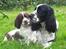 Engelsk springer spaniel Rowntree Indra at Zima - Indi og lille bitte Maggie :)