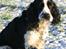 Engelsk springer spaniel Rowntree Indra at Zima - Jeg fryser mine poter...