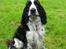 Engelsk springer spaniel Rowntree Indra at Zima - Smukke hund