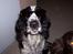 Engelsk springer spaniel Rowntree Indra at Zima - Smart med briller