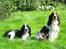 Engelsk springer spaniel Rowntree Indra at Zima - To hunde piger i det grønne