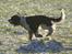 Engelsk springer spaniel Rowntree Indra at Zima - Løbetur