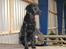 Flat coated retriever J-J