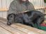 Flat coated retriever J-J