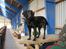 Flat coated retriever J-J