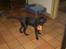 Flat coated retriever J-J