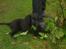 Flat coated retriever J-J