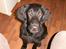 Flat coated retriever J-J