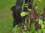 Flat coated retriever J-J