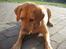 Labrador retriever Molly *R.I.P* - Her ligger Molly og kikker efter "prikker"