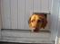 Labrador retriever Molly *R.I.P* - Molly er god til at benytte kattelemmen.