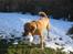 Labrador retriever Molly *R.I.P* - Molly med bold i sne