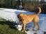 Labrador retriever Molly *R.I.P* - Der var noget spændende at kikke på, lige der...