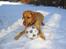 Labrador retriever Molly *R.I.P* - Venter på at vi kommer og leger med hende