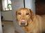 Labrador retriever Molly *R.I.P* - Nærbillede