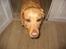 Labrador retriever Molly *R.I.P* - Jaah... Er hun ikke sød...?