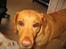 Labrador retriever Molly *R.I.P* - Endnu et lækkert nærbillede