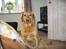 Labrador retriever Molly *R.I.P* - Her ser hun rigtig kongelig ud