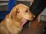 Labrador retriever Molly *R.I.P* - Hun er bare så kælen!