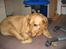 Labrador retriever Molly *R.I.P* - Hun ligger og tager sig en slapper