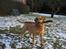 Labrador retriever Molly *R.I.P* - Og så er vi ude og lege igen!