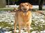 Labrador retriever Molly *R.I.P* - Hun elsker at have pinde i munden