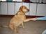 Labrador retriever Molly *R.I.P* - Og er god til at give pote ;)