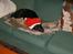 Flat coated retriever J-J