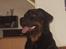 Rottweiler Shakur Kongen *Rip* - Hej.. jeg hedder Shakur og det her er min side