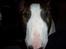 Bullterrier  Nemo  c",) - Gæt en hund !