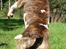 Bullterrier  Nemo  c",) - Hopla.......