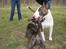 Bullterrier  Nemo  c",) - Nemo & Jazzy 17 april 06