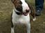Bullterrier  Nemo  c",) - Jeg kan godt være lidt af en bøf !