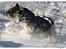 Dvaergschnauzer Sisse RIP-17.09.2010 - NYT 220107