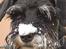 Dvaergschnauzer Sisse RIP-17.09.2010 - NYT 020306