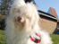 Coton de tulear Frida 
