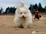 Coton de tulear Frida 