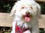 Coton de tulear Frida 