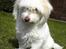 Coton de tulear Frida 