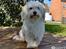 Coton de tulear Frida 